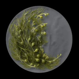 Ascophyllum nodosum image