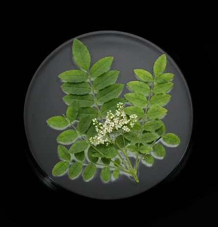 ingredient one