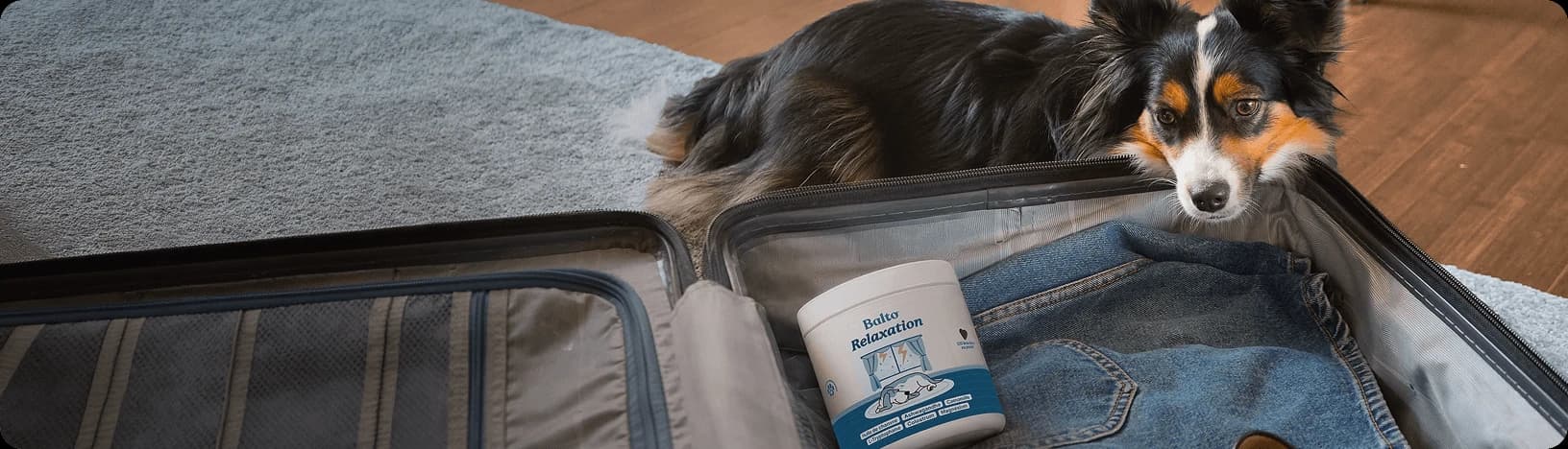 Promotion d'été Balto Relaxation